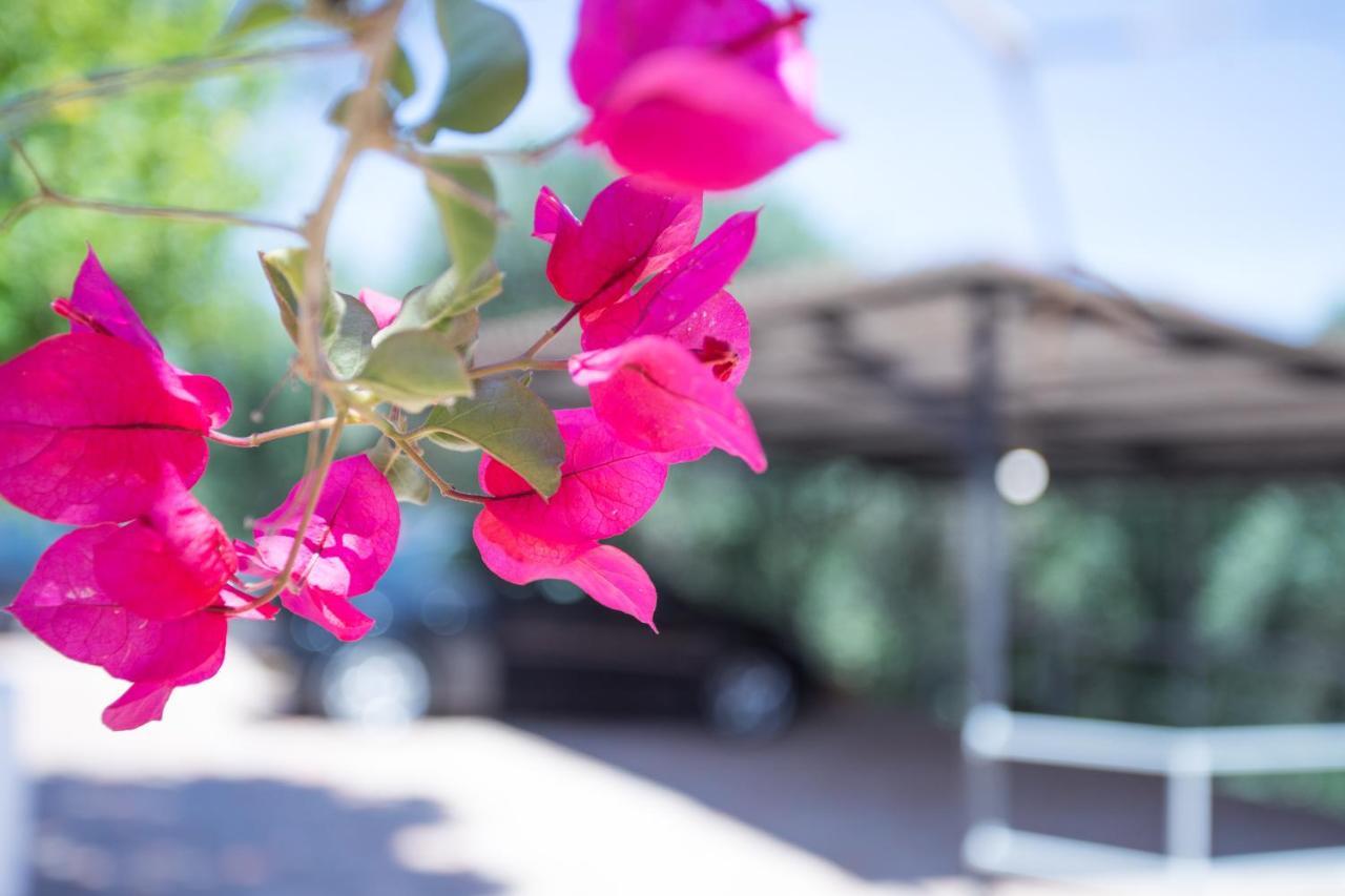 Olive Tree House Villa Evropouloi Dış mekan fotoğraf